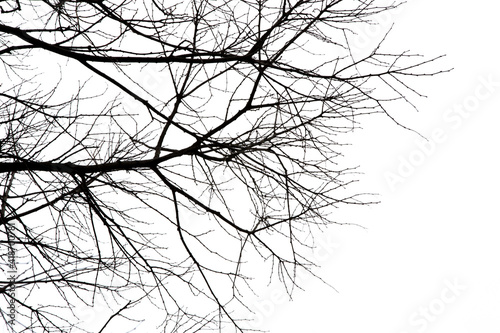 Dry tree branches on isolated white background