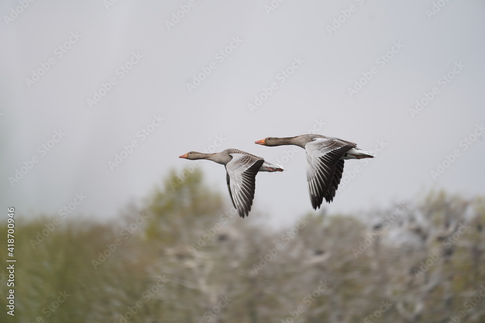 Fototapeta premium Brown goose flying with wings down