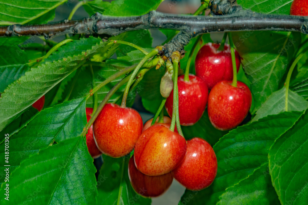 Obraz premium Cherry tree branch closeup on a single berry. Authentic farm series.