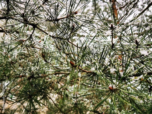 Snow-covered pine branches....