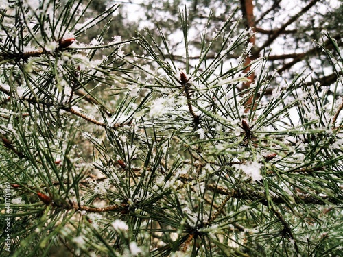 Snow-covered pine branches....