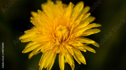 Macro shot of a yellow dandelion