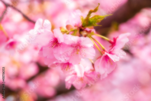 河津桜のある背景