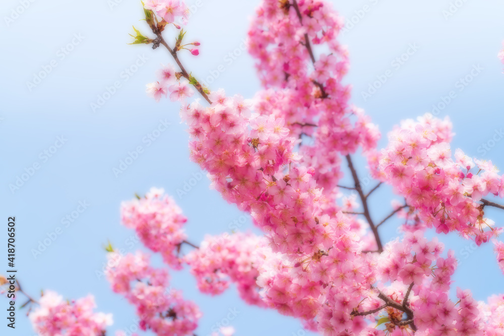 河津桜のある背景
