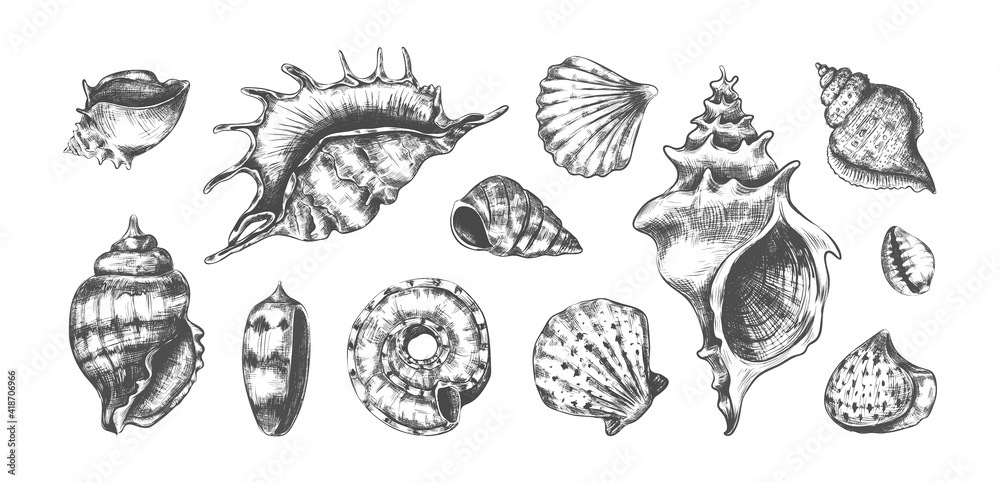 Hand drawn tropical marine seashells. Black and white graphic sketch of bivalves or spiral clamshells. Underwater inhabitants, isolated ocean cockleshells. Conch with pearls. Vector undersea fauna set Hand drawn tropical marine seashells. Black and white graphic sketch of bivalves or spiral clamshells. Underwater inhabitants, isolated ocean cockleshells. Conch with pearls. Vector undersea fauna set