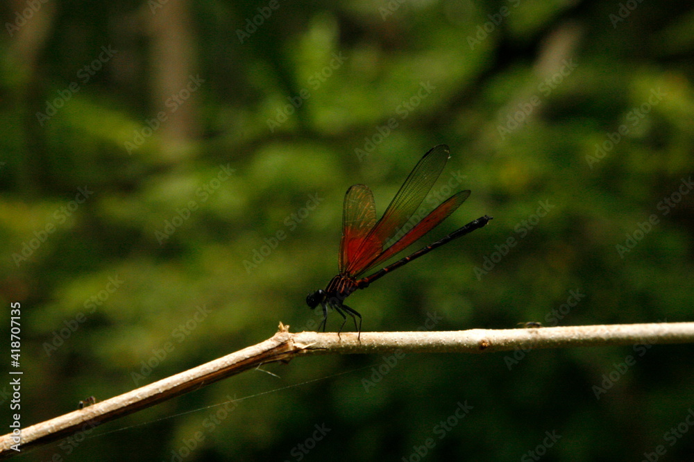 Dragonfly on a branch in Thailand Dragonfly on a branch in Thailand