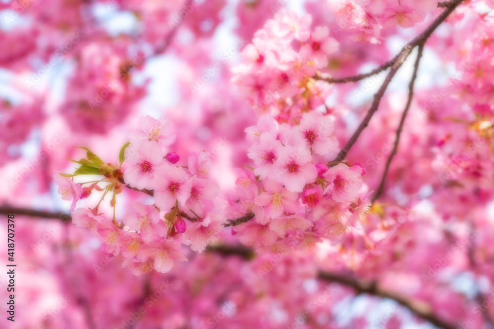 河津桜のある背景