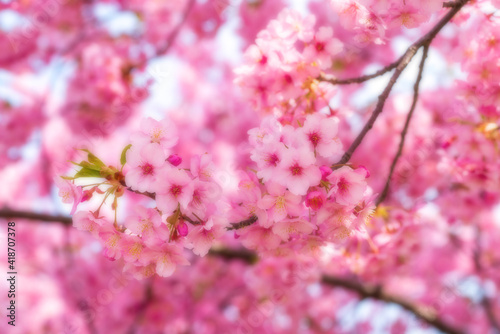 Obraz na płótnie 河津桜のある背景 w salonie