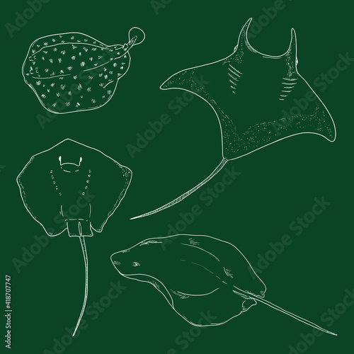 Numb-fishes. Vector Set of Chalk Stingray Illustrations