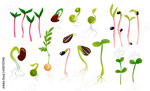 Green sprouts. Microgreen growing seed, plant growth phase. Seedling with leaves and roots. Vegetables germination process. Isolated seedlings for planting in garden. Vector organic healthy food set