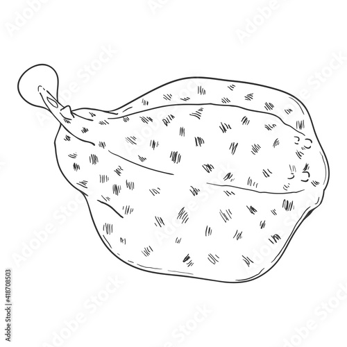 Sketch Marble Ray. Numb-fish Vector Illustration