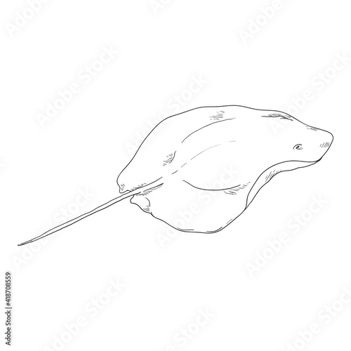 Sketch Stingray. Numb-fish Vector Illustration photo