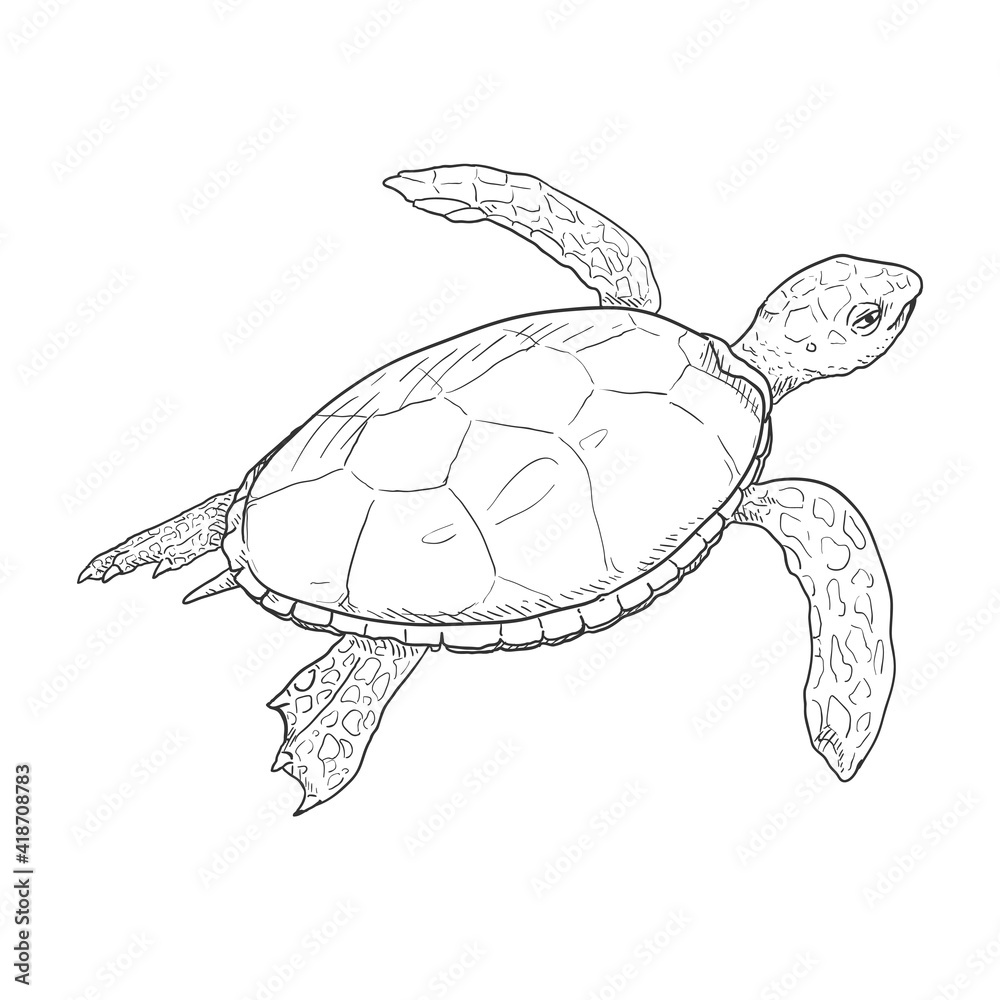 Fototapeta premium Sketch Sea Turtle. Vector Illustration of Eretmochelys Imbricata