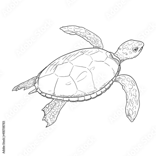 Sketch Sea Turtle. Vector Illustration of Eretmochelys Imbricata