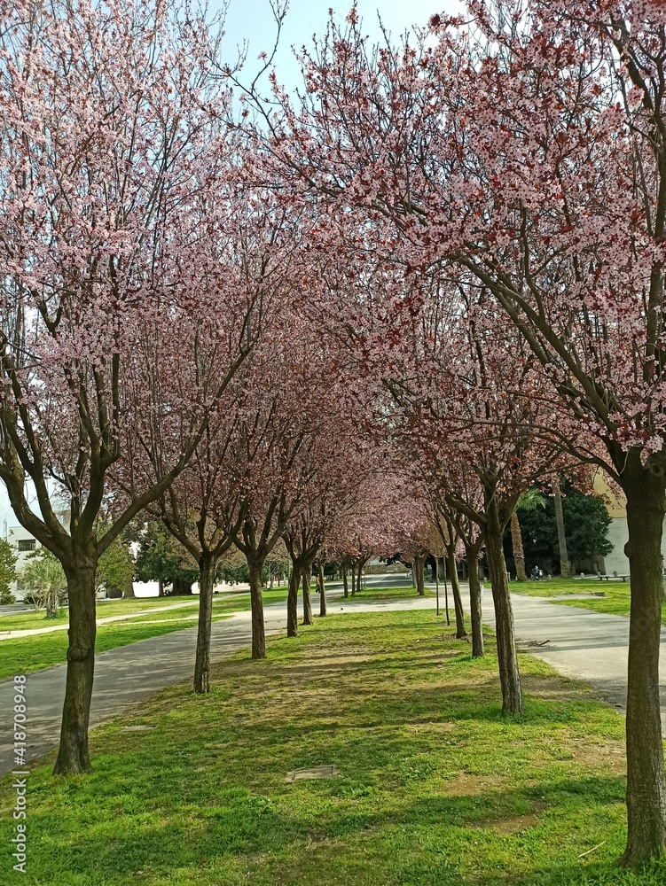 spring in the park