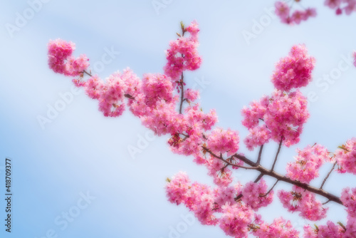 Obraz na płótnie 河津桜のある背景 w salonie