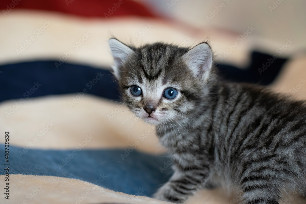 Little tabby kitten at home on a plaid.