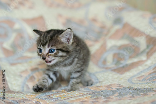 Little tabby kitten at home on a plaid. © Grigoriy Lukyanov