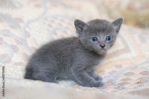 Little kitten at home on a plaid.