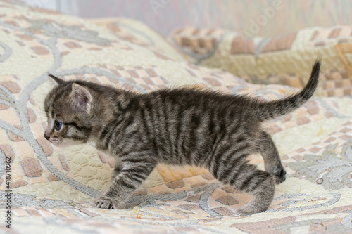 Little tabby kitten at home on a plaid. photo