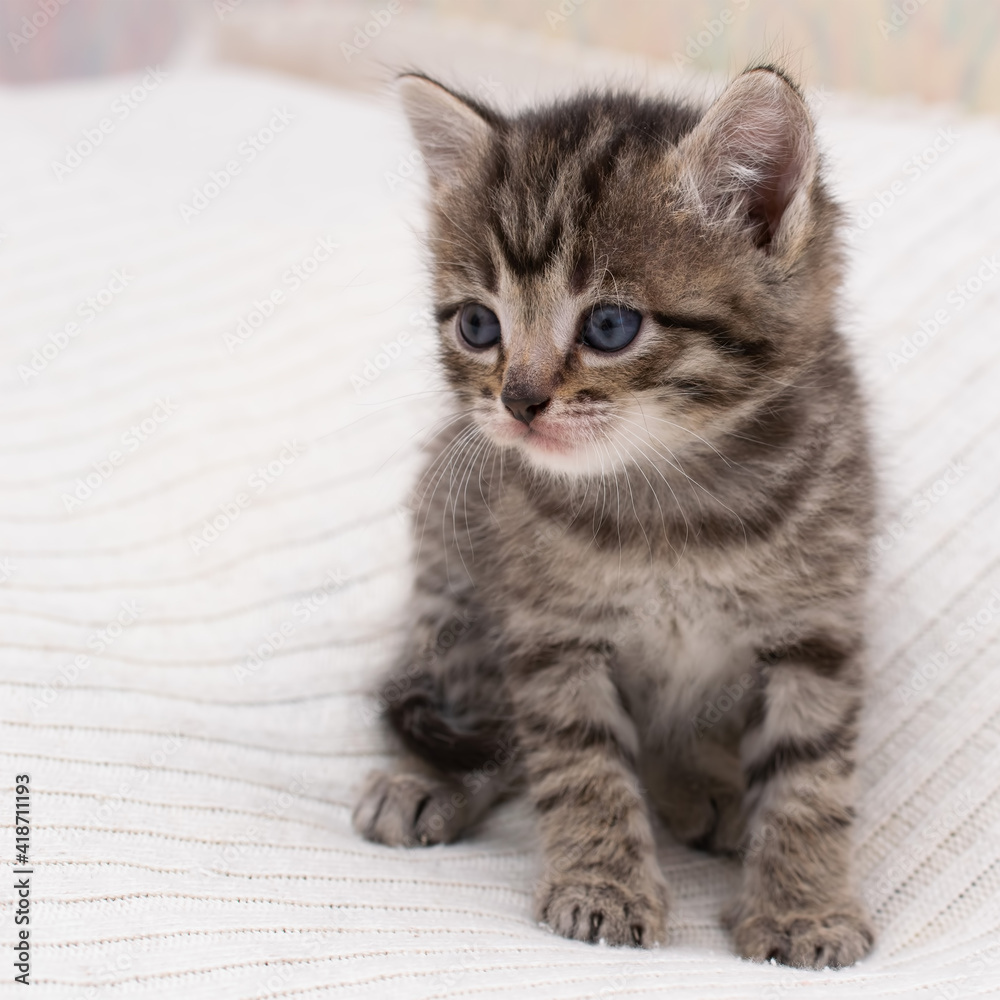 Little tabby kitten at home on a plaid.