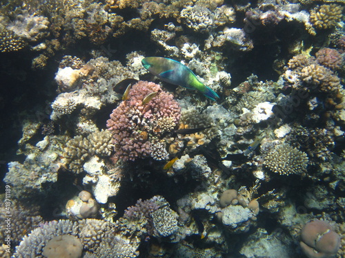 red sea, corals, fish, natural light, background, texture, bright colors, coral reef close-up, underwater coral reef, ocean nature close-up