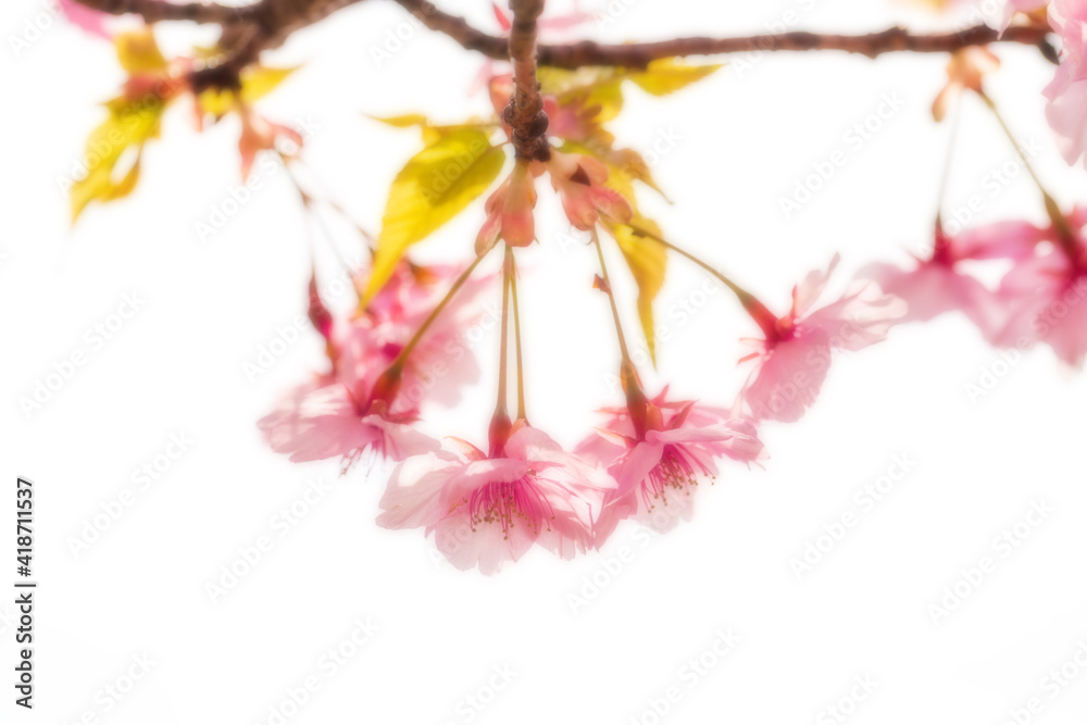 河津桜のある背景