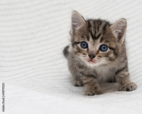 Little tabby kitten at home on a plaid.