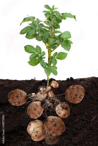 potato vegetable with tubers and leaves in ground. photo