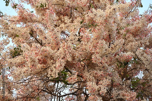 The blooming pink flowers of Cassia bakeriana: the common name of the Cassia horse, or the name 