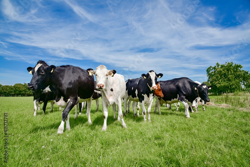 Milchviehhaltung - Holstein Friesian Milchkühe in einer lockeren Formation auf der Weide, landwirtschaftliches Symbolfoto.