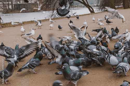 birds, pigeons and terns during winter feeding in a park in Poland