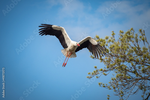 Stork flying through the air to it's nest in bird sanctuary