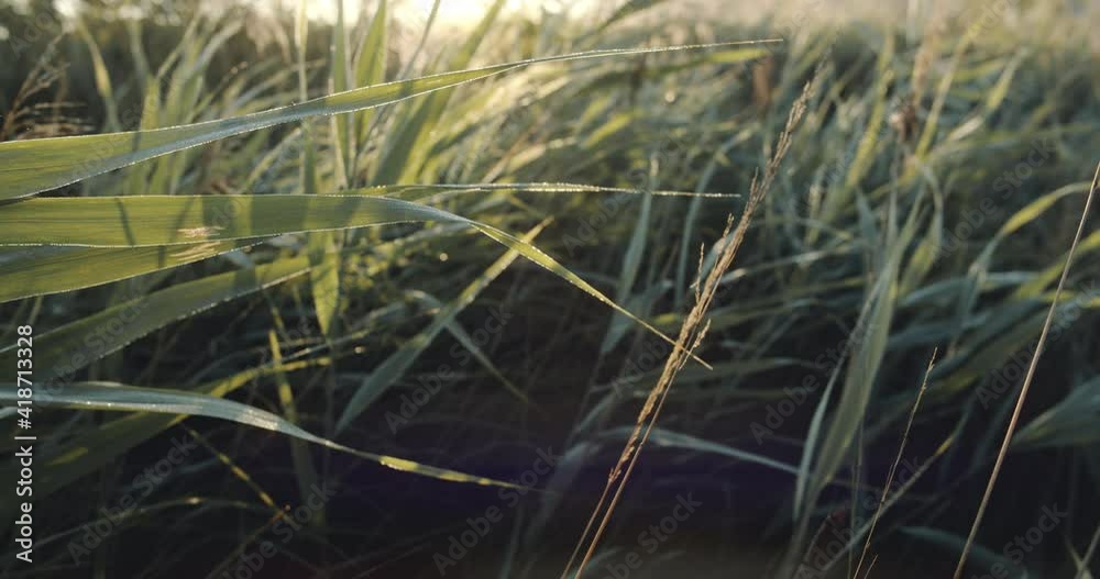 Deeply in the field, view of cereals and grass, dark green color background. Close up of plants at the rural road. Magical sunrise out of the city. Nature wakes up. Deeply in the field, view of cereals and grass, dark green color background. Close up of plants at the rural road. Magical sunrise out of the city. Nature wakes up.