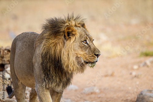 Young black-maned lion at a water hole in the Kalahari