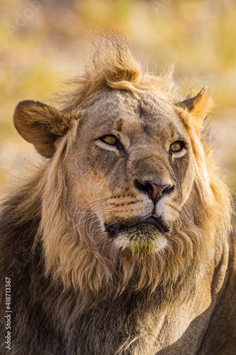 Young black-maned lion at a water hole in the Kalahari