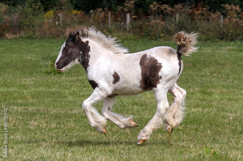 Gypsy Cob foal