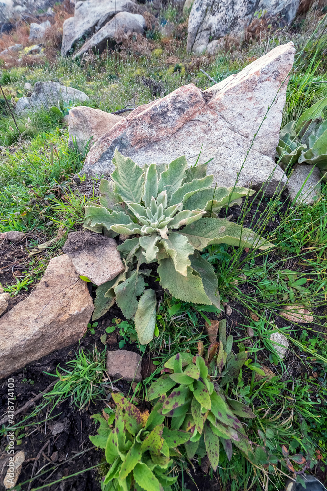 Fototapeta premium Verbascum boerhavii L. y granito