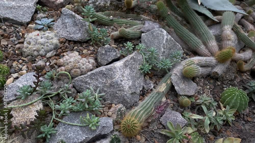 Green thorny cacti grow on stony dry soil. High quality 4k footage Green thorny cacti grow on stony dry soil. High quality 4k footage