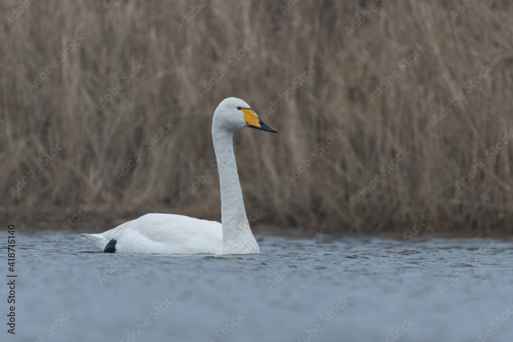 A whooper swan swimming by on a cloudy day, photographed in the Netherlands.