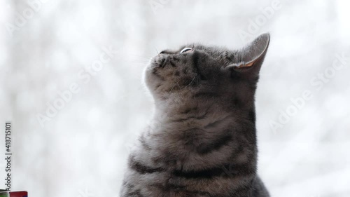 A close up joyful curious striped british cat which curiously is looking around. In the background is snowing outside the window. 