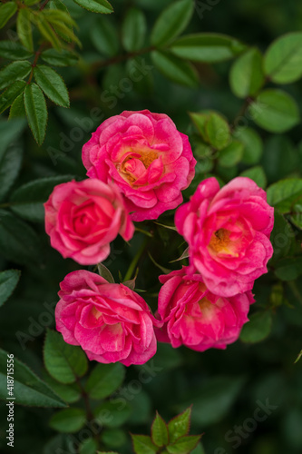 closeup of red camellia flowers © imphilip