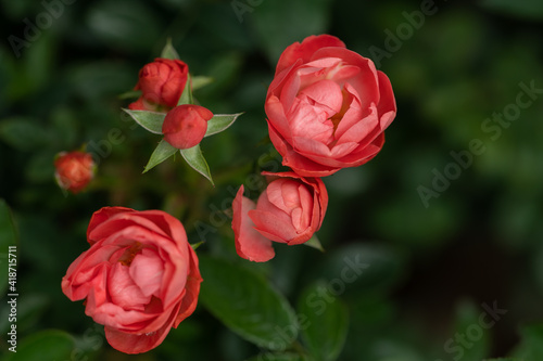 closeup of red camellia flowers