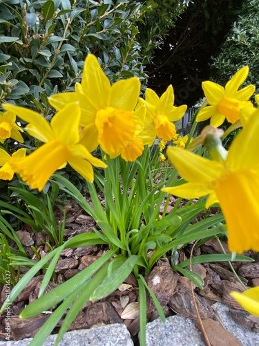 daffodils in the garden