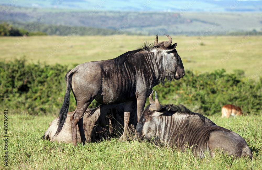 Fototapeta premium Group of Wildebeest, Eastern Cape, South Africa 