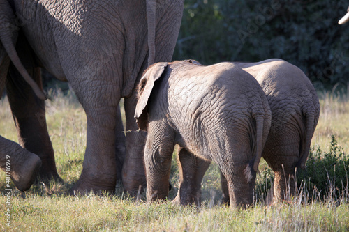 Rear view of two baby elephants  Eastern Cape  South Africa 