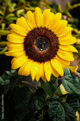 
sunflower