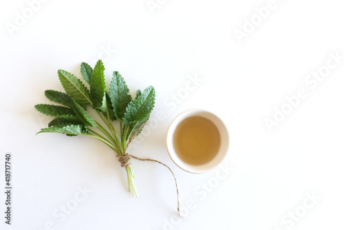 Medicinal herb Betonica officinalis, common names betony, purple betony, isolated on white background.An infusion made from betony leaves. photo