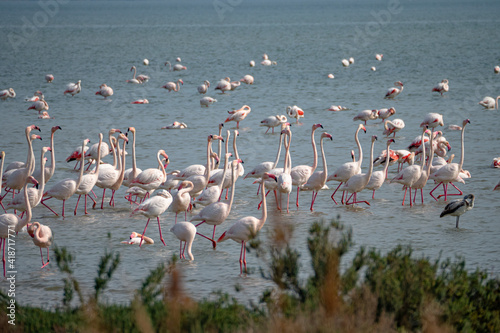 Male pink flamingos start to congrigate and show off during mating season