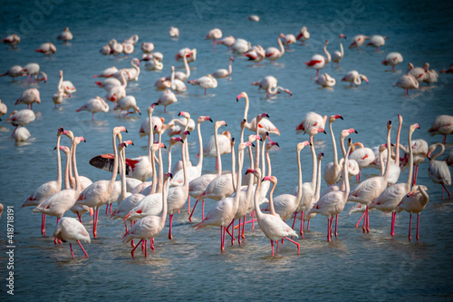 Male pink flamingos start to congrigate and show off during mating season photo